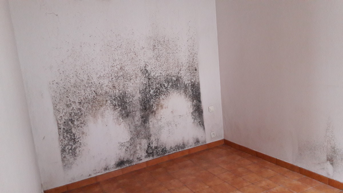 Moisissures - Expertise humidité à Nancy